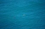 дельфины в открытом море
