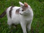 Рязанский кот