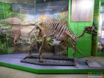 Сахалинский динозавр семейства гадрозавров (копия, настоящие кости единственного найденного динозавра этого вида японцы к себе увезли!)