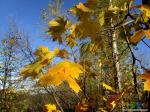 Чудесный день, и осень, жёлтый клён - мне душу радуют и сердце 