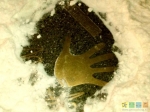 Декабрь 2018 - кто-то расчистил отпечаток руки от снега