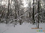 В лесу снежно и красиво