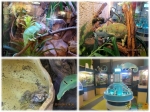 Флорафариум - растения, гекконы, хамелеон, ляга и микроскопы