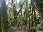 Древний лес
