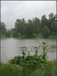 Гребнево, на берегу Барского пруда. Дождь. Июнь 2008 