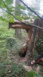 &quot;Киндер&quot; на фоне бывшего дупла бывшего дерева