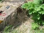Маскировочка сухой травой.