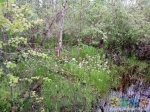 Растительность болот