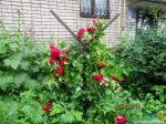 Вот такой куст роз во дворе дома, где кэш