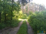 Дорога к гидранту в лесу