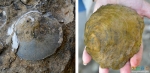 Ещё одна разновидность древних моллюсков с отпечатком на камне