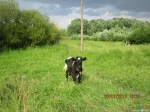 По дороге коровки, бычки встретились