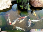 Рыбы! Там их так много! Как людей в метро в час пик :))) 