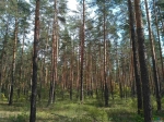 Суперовский лес