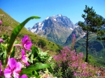 цветы и горы