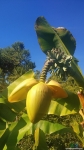 Цветок банана 