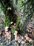 Лес явно грибной :)