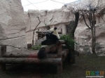 А это милашка панда - прямо большая мягкая игрушка :)))