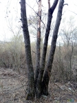 Дерево-ориентир