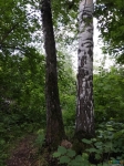 Вид из леса, тропинка напротив