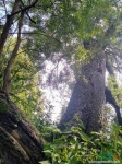 Кешеносное дерево