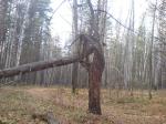 Сломанное дерево по пути к тайнику