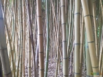 В бамбуках