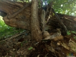 Восстановлено. Кэш справа в корнях живого стоящего дерева