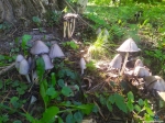 На роднике повсюду эти грибы