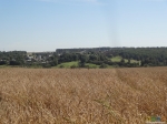 Хлебное поле у села Петрово