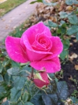 Розовая роза у паровоза