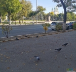 6 голубей на фоне площади Ленина 