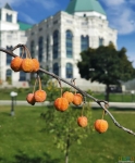 10 ягодок на фоне Театрального парка 
