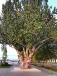 1 огромное дерево на Набережной Петра 1