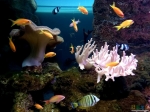 Живые кораллы в виде грибов