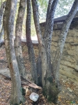 Семь стволов дерева, под которым закопан тайник