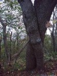 10 дерева у спрятанного тайника