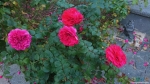 4 розы над пчелой-дворником, который в почти верхнем правом углу