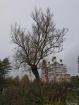 1. Одно дерево из фильма ужасов на кладбище рядом с церковью