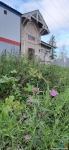 6. Шесть фиолетовых цветочков еще цветут возле вокзала Мариенбурга (первый шаг)