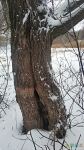 Кешеносное дерево