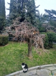 Кошачье дерево