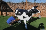 желающие могут подоить интерактивную корову :)
