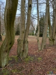 2. Пучеглазое дерево в виде инопланетянина (дерево - 2е слева)