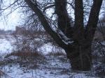 Фото дерева, на фоне - мельница