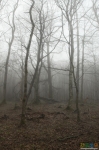 горный лес в тумане