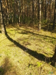 Лес возле тайника