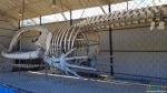 Скелет кита очень впечатляет