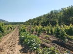 Дорога через виноградники