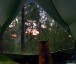 ... и вместе с любимым котом полюбоваться из палатки на закат